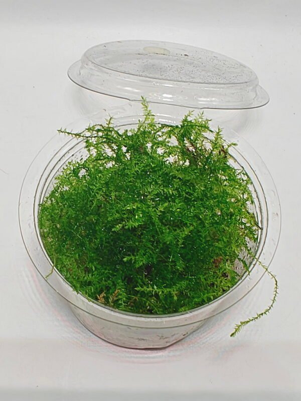 Vesicularia montagnei