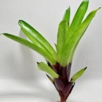 Vriesea erythrodactylon Vriesea erythrodactylon