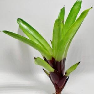 Vriesea erythrodactylon