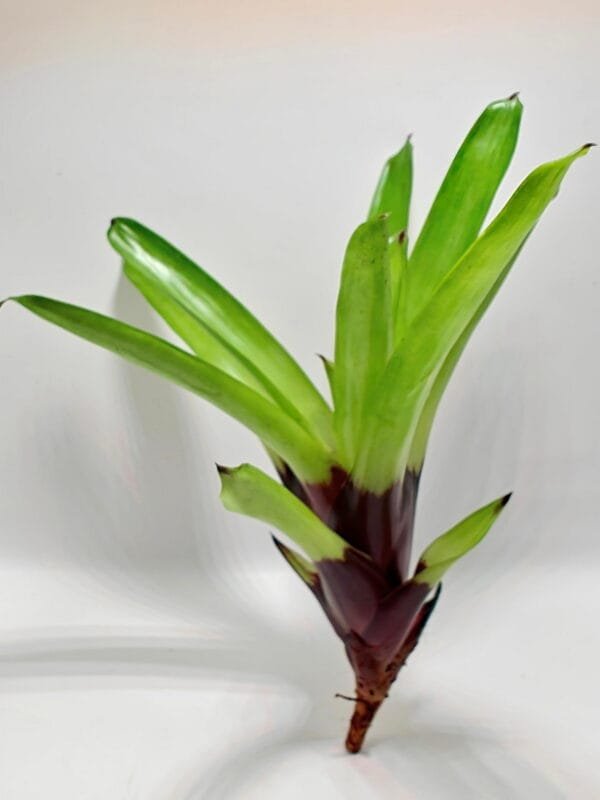 Vriesea erythrodactylon