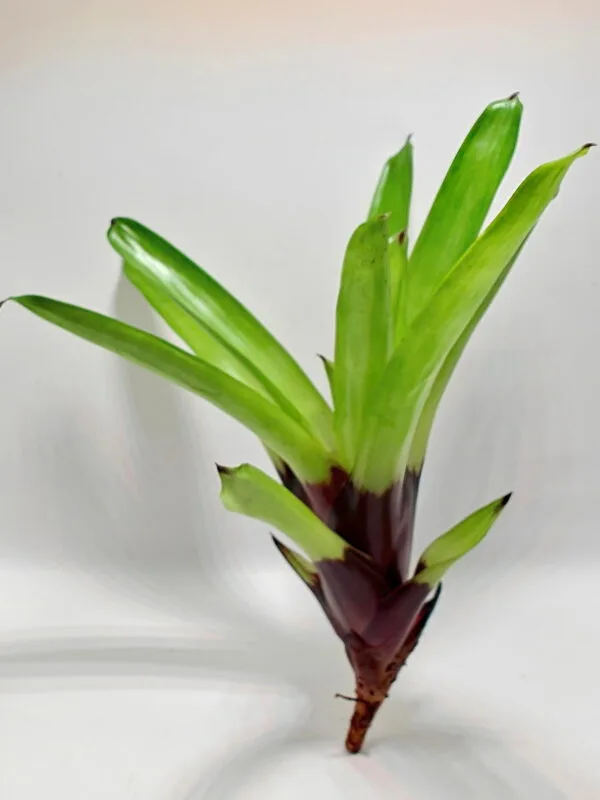 Vriesea erythrodactylon Vriesea erythrodactylon