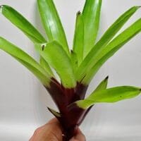 Vriesea erythrodactylon Vriesea erythrodactylon