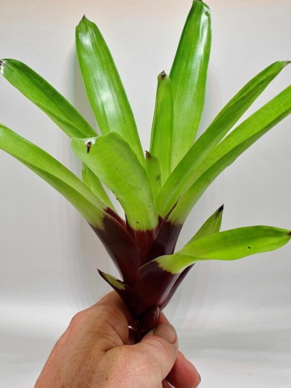 Vriesea erythrodactylon Vriesea erythrodactylon
