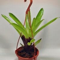 Vriesea erythrodactylon Vriesea erythrodactylon