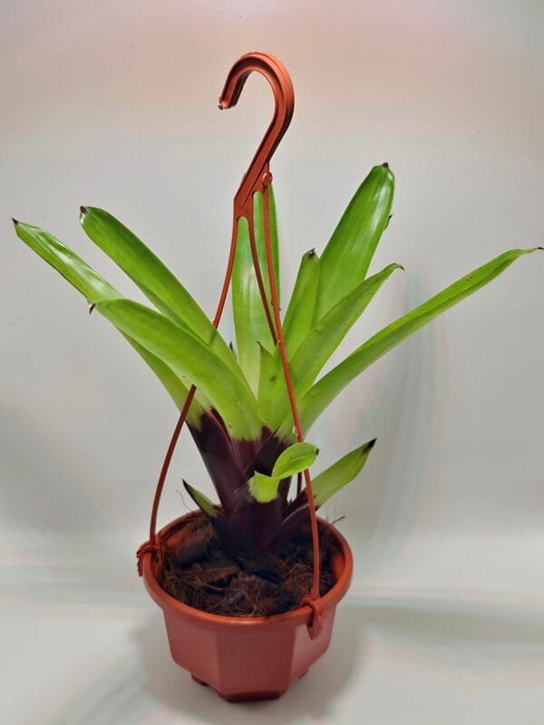 Vriesea erythrodactylon Vriesea erythrodactylon