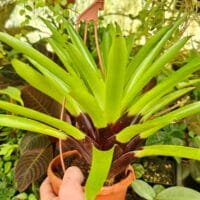 Vriesea erythrodactylon Vriesea erythrodactylon