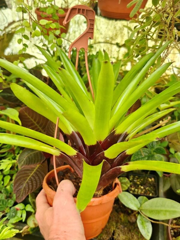 Vriesea erythrodactylon Vriesea erythrodactylon