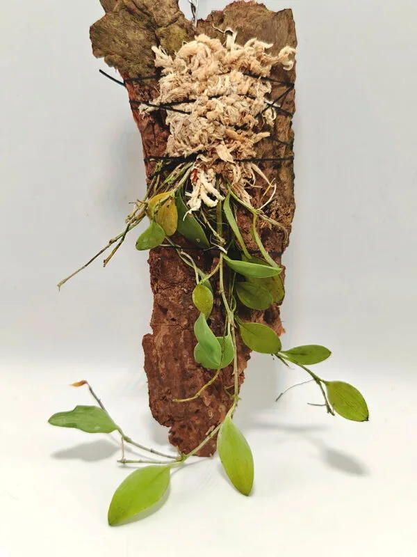 Zootrophion serpentinum