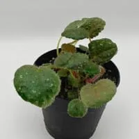 Begonia ningmingensis var bella Begonia ningmingensis var bella