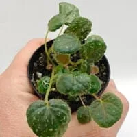 Oplus_17956896 Begonia ningmingensis var bella