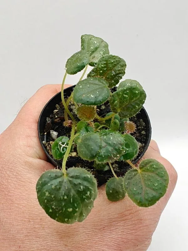 Begonia ningmingensis var bella