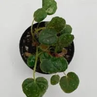 Begonia ningmingensis var bella Begonia ningmingensis var bella