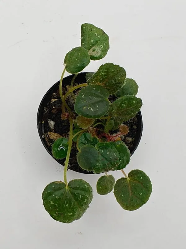 Begonia ningmingensis var bella Begonia ningmingensis var bella