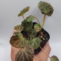 Begonia olivacea