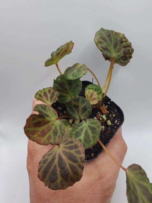 Begonia olivacea