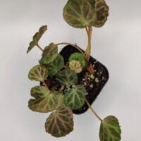 Begonia olivacea