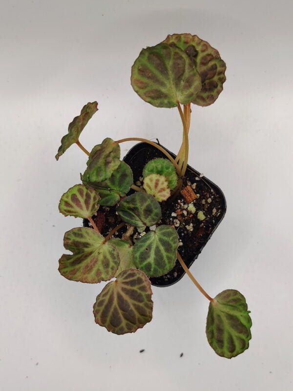 Begonia olivacea