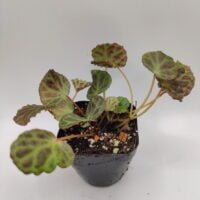 Begonia olivacea