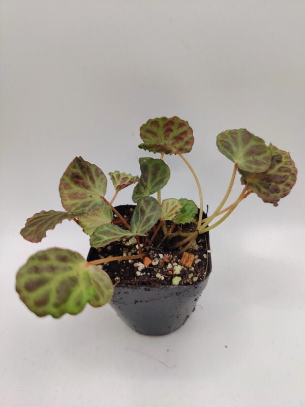 Begonia olivacea