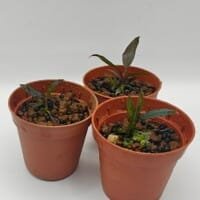 dicranopygium guna yala seedling