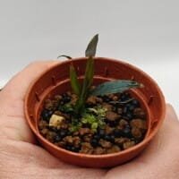 Dicranopygium Guna Yala seedling