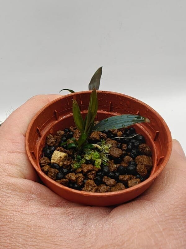 Oplus_17956896 Dicranopygium Guna Yala seedling
