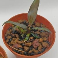 Dicranopygium Guna Yala seedling