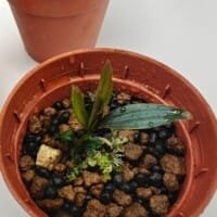 dicranopygium guna yala seedling