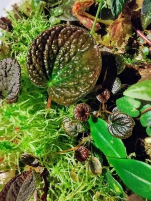 terrarium plants 3