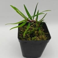 Freycinetia rigidifolia