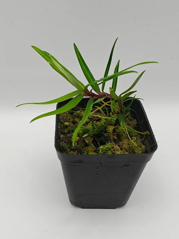 Freycinetia rigidifolia