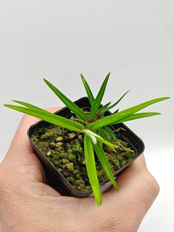 Freycinetia rigidifolia