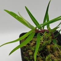 Freycinetia rigidifolia