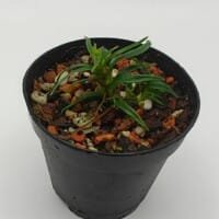 Freycinetia sp Malaysia