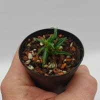 Freycinetia sp Malaysia