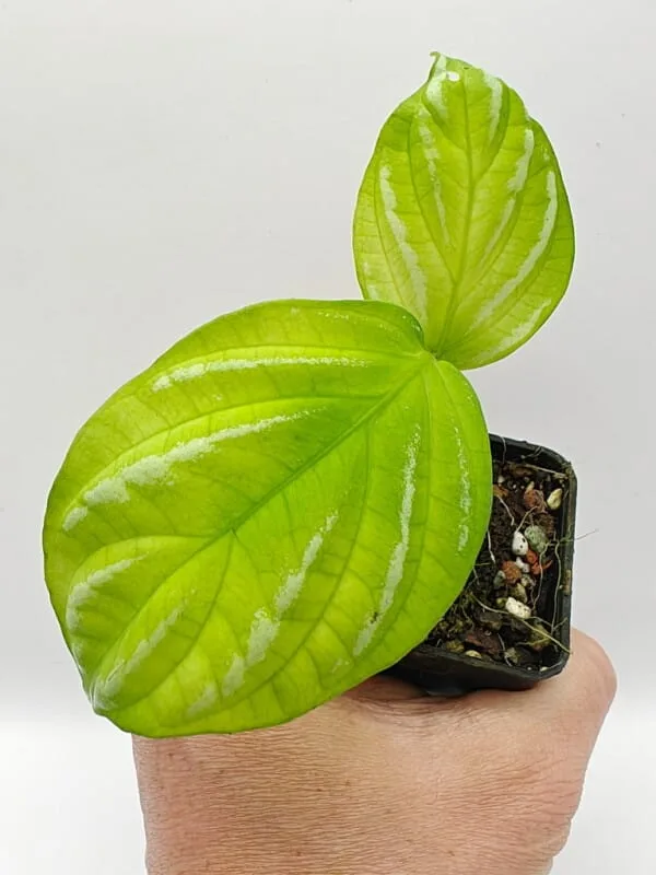 Justicia manserichensis