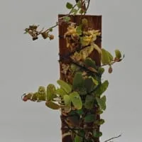 Marcgravia sp Melon