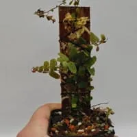 Marcgravia sp Melon