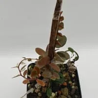 Marcgravia sp Melon
