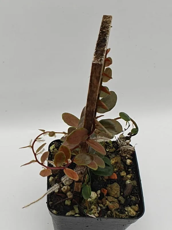 Marcgravia sp Melon
