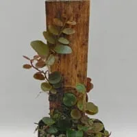 Marcgravia sp Melon