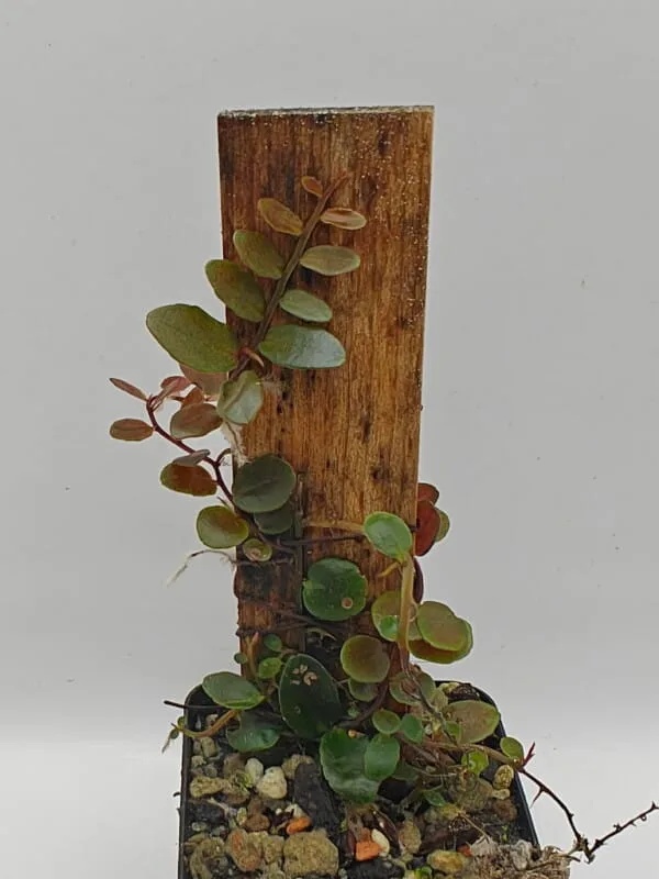 Marcgravia sp Melon
