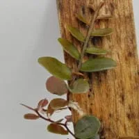 Marcgravia sp Melon