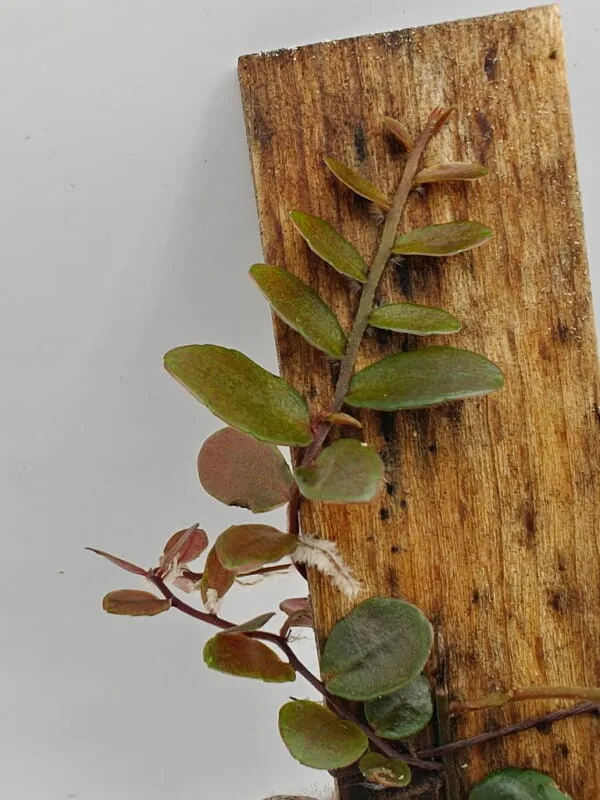 Marcgravia sp Melon