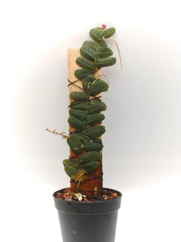 Marcgravia sp Peru