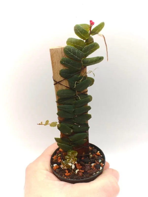 Marcgravia sp Peru
