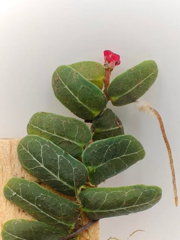 Marcgravia sp Peru