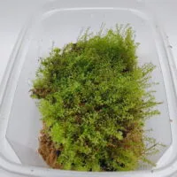 moss indonesia moss indonesia