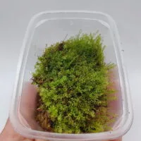 moss indonesia moss indonesia