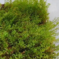moss indonesia moss indonesia
